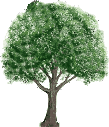 Gifs Animados De Arboles, Parte - Green Tree Png (468x554)