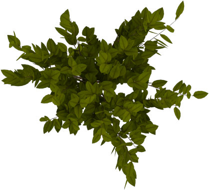 Awesome Arbol Png With Arboles - Arboles Desde Arriba Png (700x500)