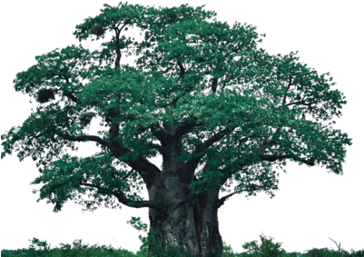 Compartiendo Diferentes Imagenes Con Alfa Para Agregar - Árvores Vetor Png (400x300)