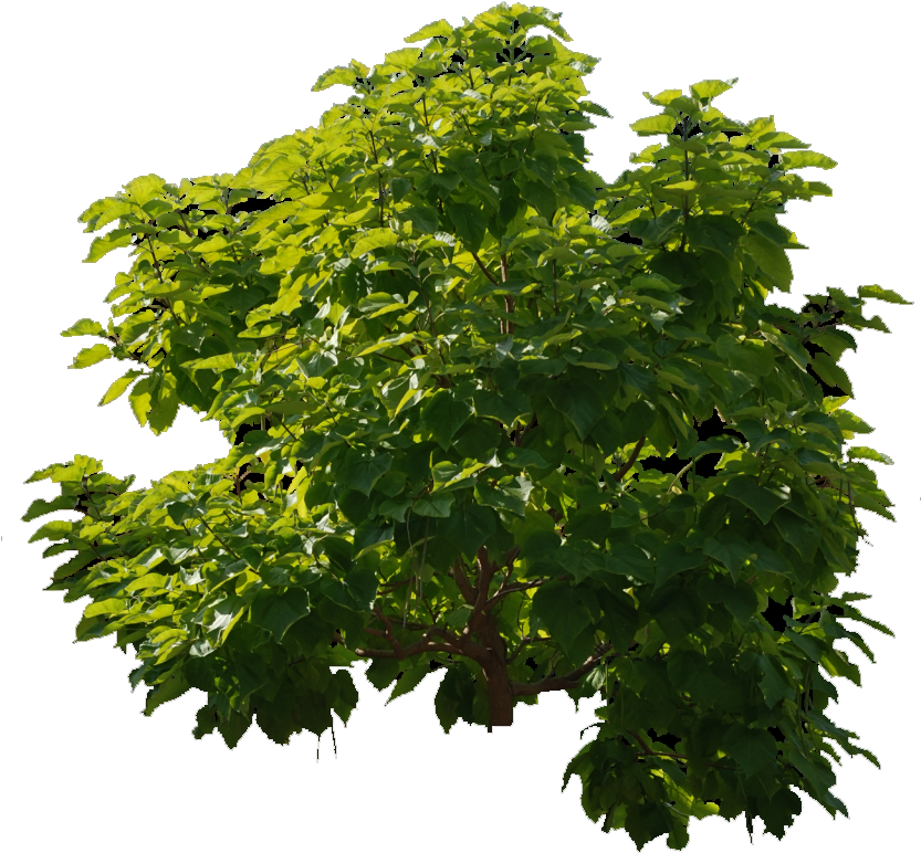 Ejemplo Imagen Fondo Transparente - Arvore Photoshop Png (832x1024)