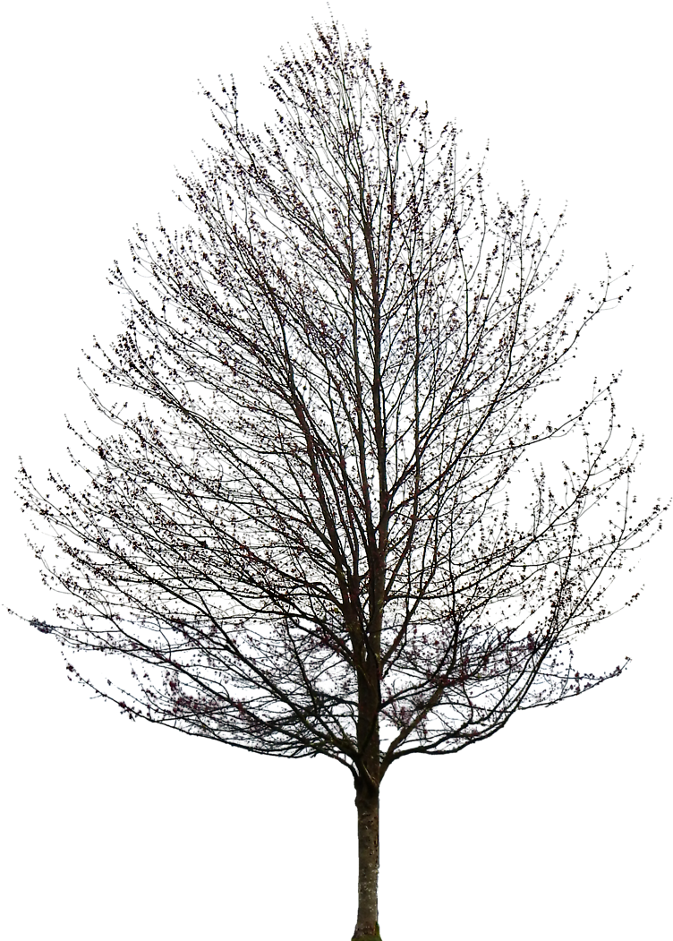 Visualising Ark And Other Popular Cryptocurrencies - Maple Tree No Leaves (882x1099)