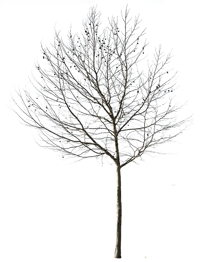 Cut Out Tree Photo With Transparent Background Ready - Tree In Winter In Photoshop (683x900)