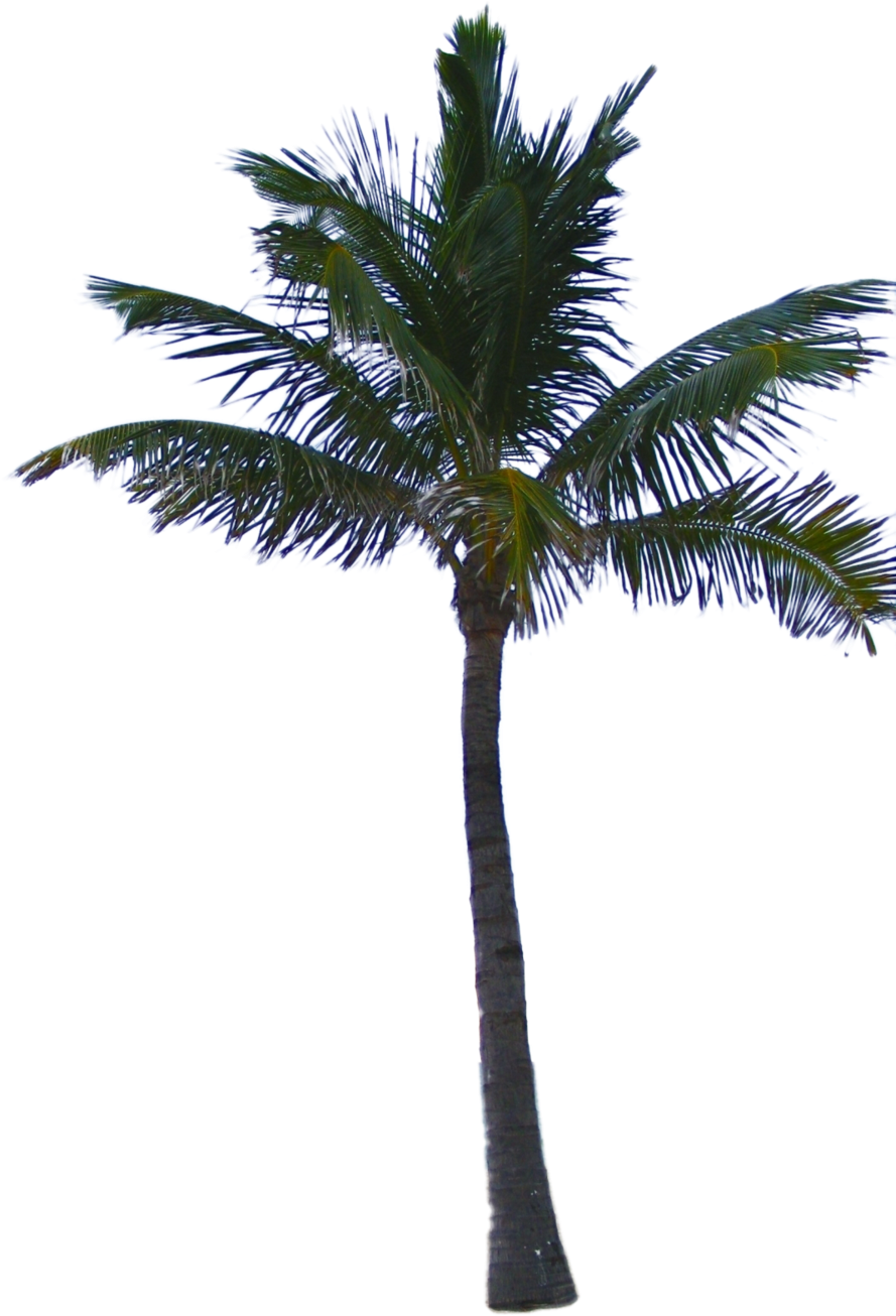 Palm Tree - Palm Tree Png (900x1372)