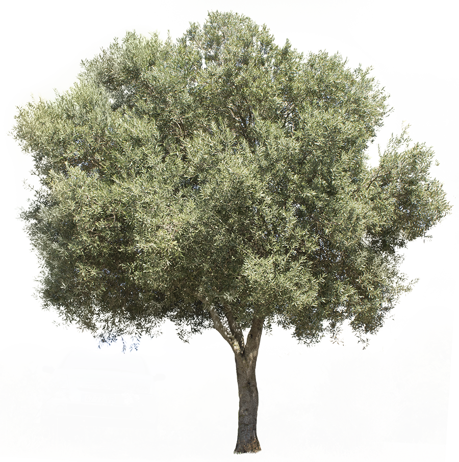 3709 X 3738 Pixels Png Image, With Transparent Background - Olea Europaea (900x907)