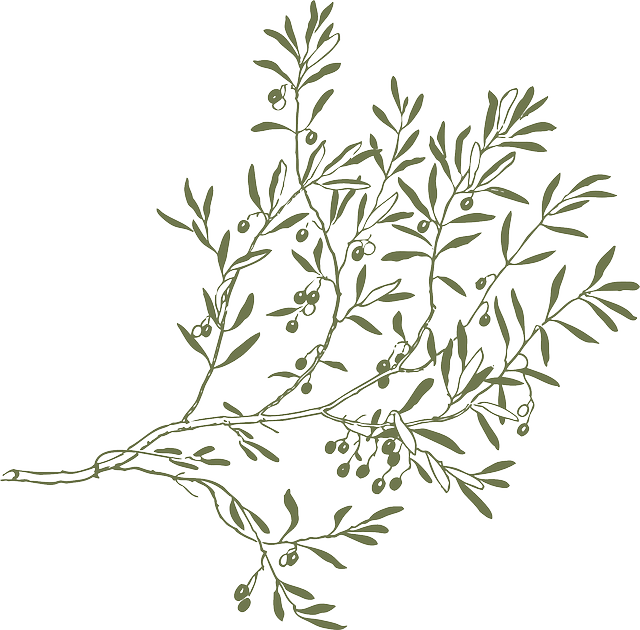 Olive Tree Branch Png (640x630)