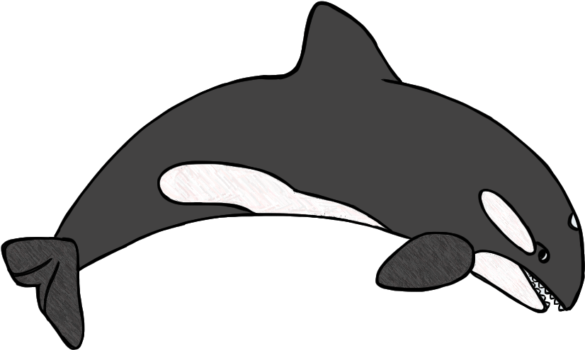 Humpback Whale Clipart - Wholphin (886x565)
