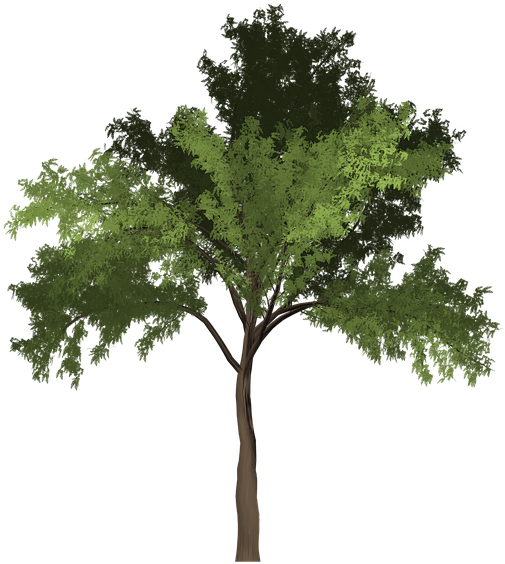 Robinia, Tree, Green, Summer, Outdoor, Nature, Natural - Robinia Png (640x640)