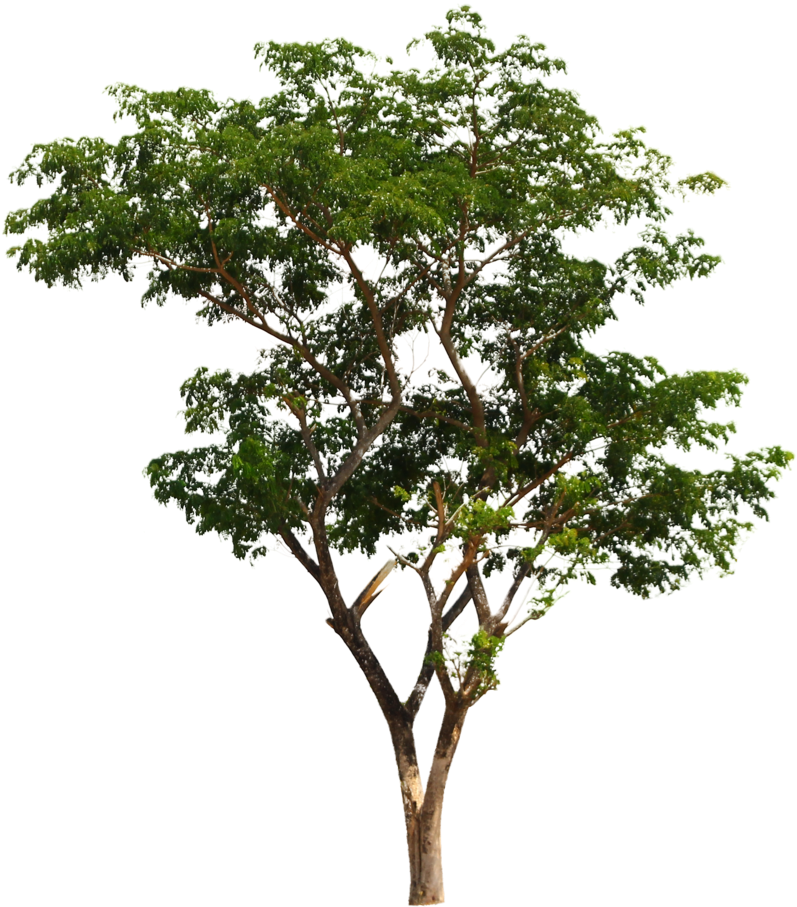 Tree By Andhikazanuar - Photography (834x959)