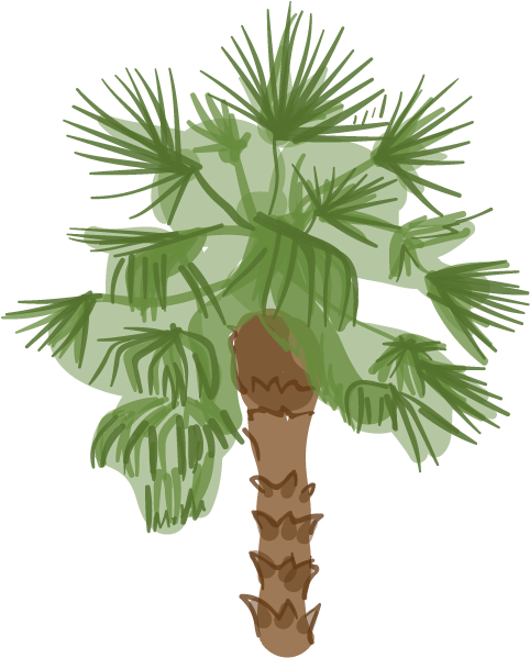 Canary Island Date Palm - Los Angeles Palm Trees Dying (530x613)