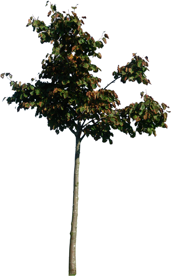 Little Tree 01 Png By Gd08 - Little Tree Photoshop (600x969)