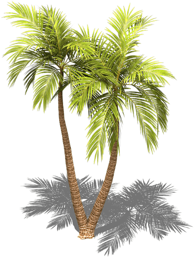 Preview - Sabal Palmetto (429x575)