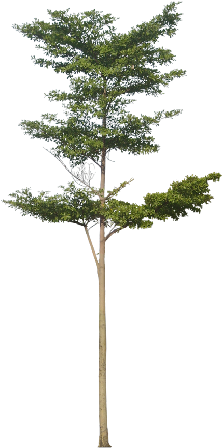 20 Free Tree Png Images - Skinny Tree Png (443x900)