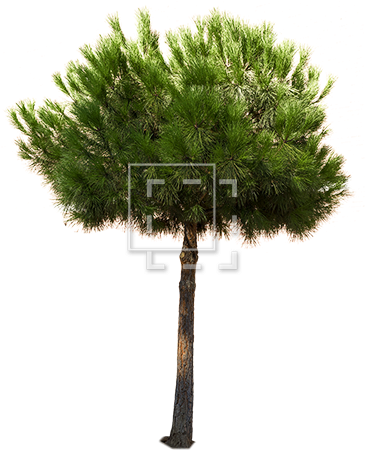 Tall Green Juniper - Pine Tree Round Png (450x450)