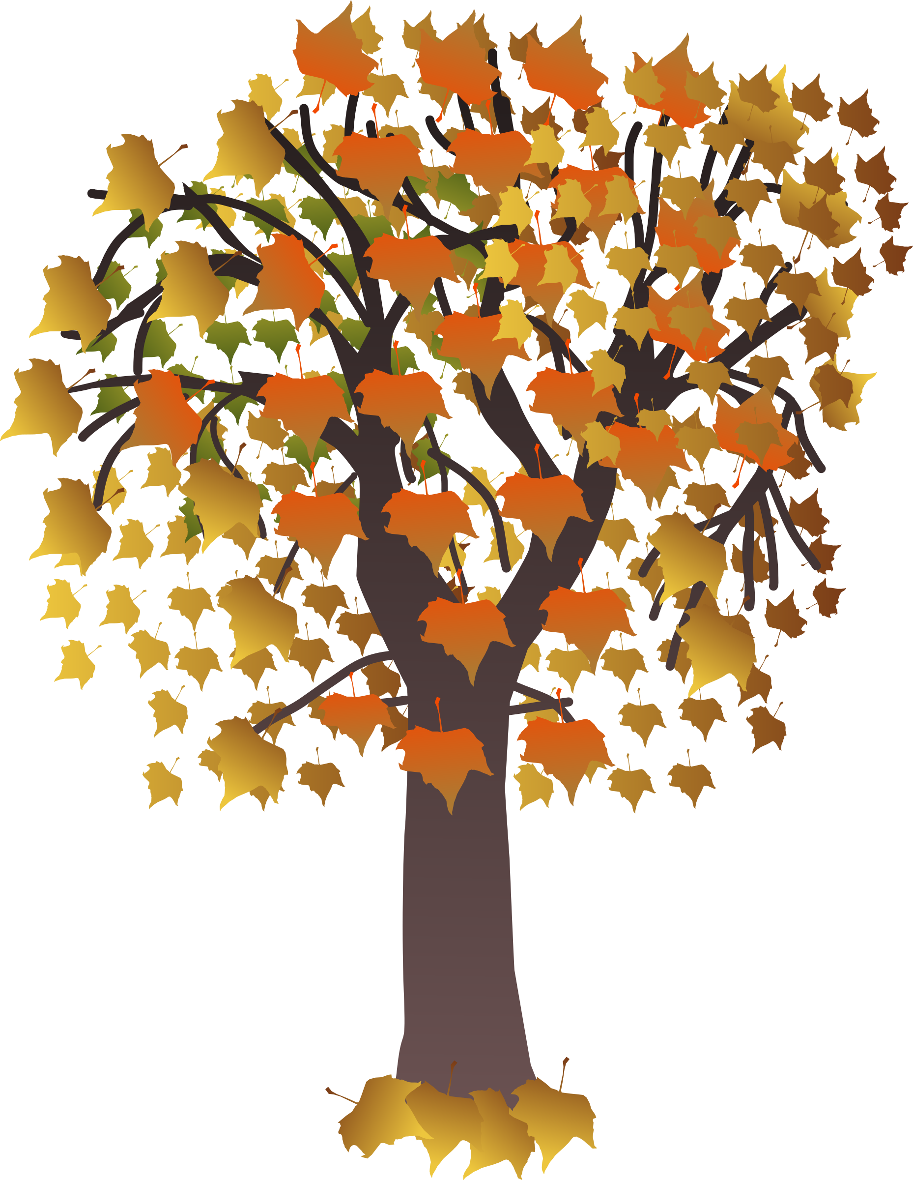 Maple Autumn Png Images - Draw A Maple Tree (1858x2400)