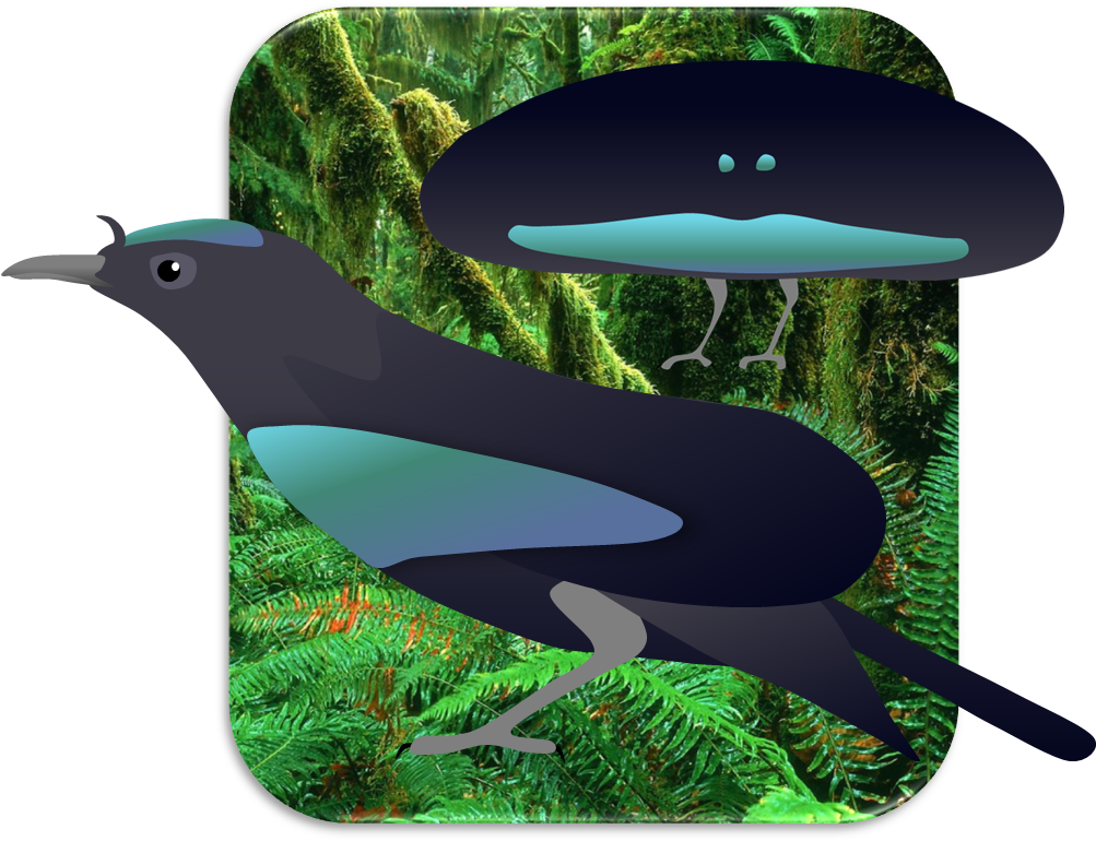 Superb Bird Of Paradise By Birderbas - Png Birds Of Paradise (1002x777)