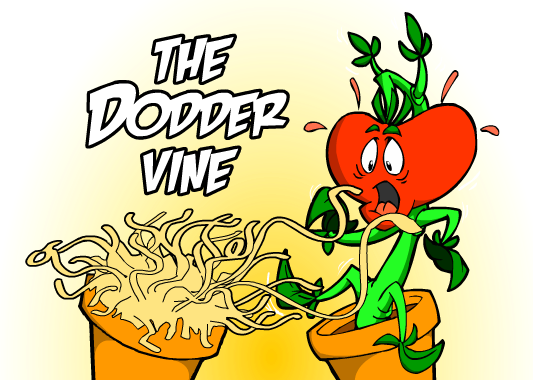 Doddervine01 - Dodder Plant On Tomato (533x380)
