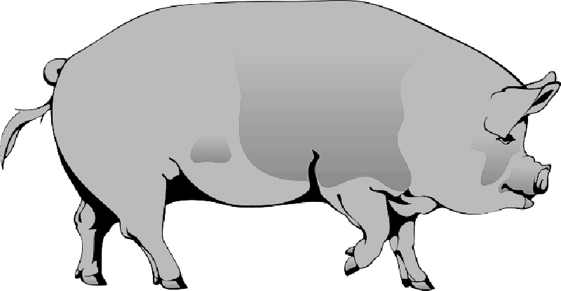Barn, Farm, Pig, Animal, Spotted, Mud, Slop, Spot - Pig Clipart (800x415)