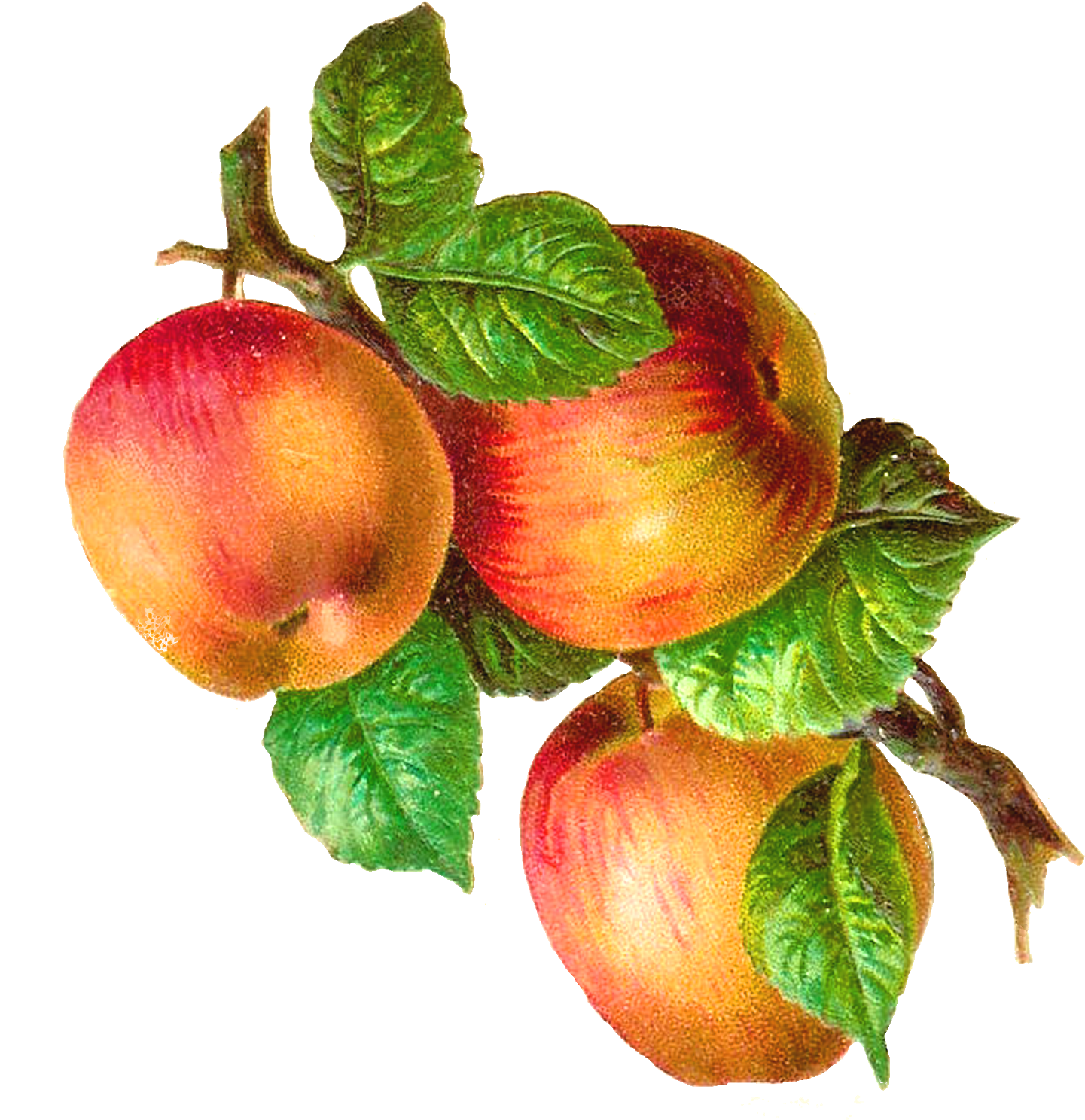 Apple Clipart Vintage - Orchard In The Apple: A Memoir (1517x1600)