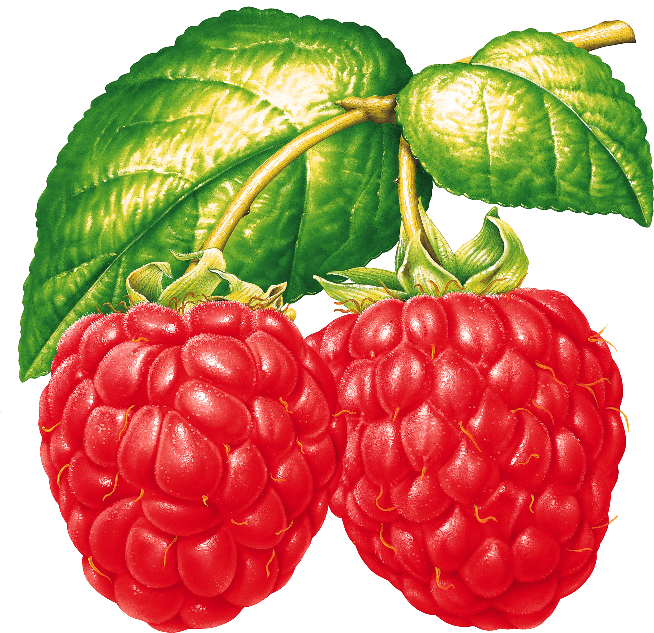 Two Raspberries On Branch - Картинка Малина (2286x2215)