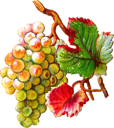 These Are Two Lovely Digital Scraps Of Green And Purple - Vintage Grapes Png (679x730)