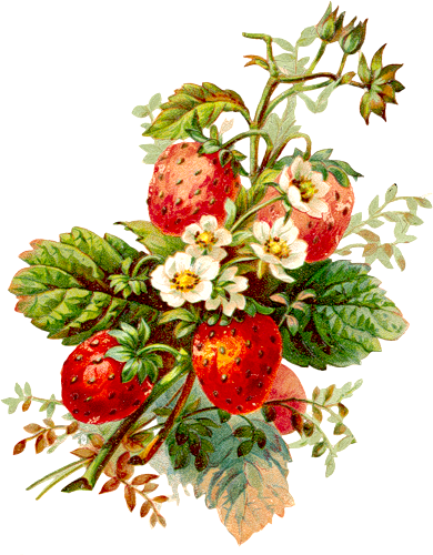 Fruits Et Légumes - Posterazzi Strawberries Poster Print By Jace Grey (24 (390x500)