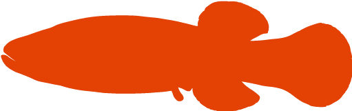 Shoaling And Schooling (512x512)