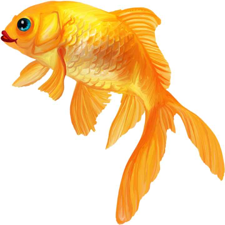 Яндекс - Фотки - Goldfish (800x800)