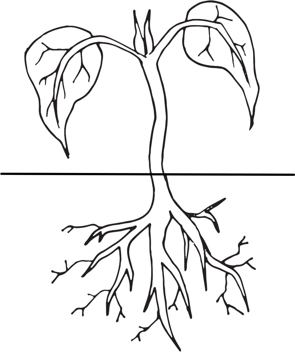 Plant Life Cycle Clipart - Plant Life Cycle Free Clip Art (1000x1160)