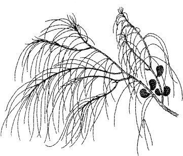 Illustration - Allocasuarina Verticillata Leaves (389x317)