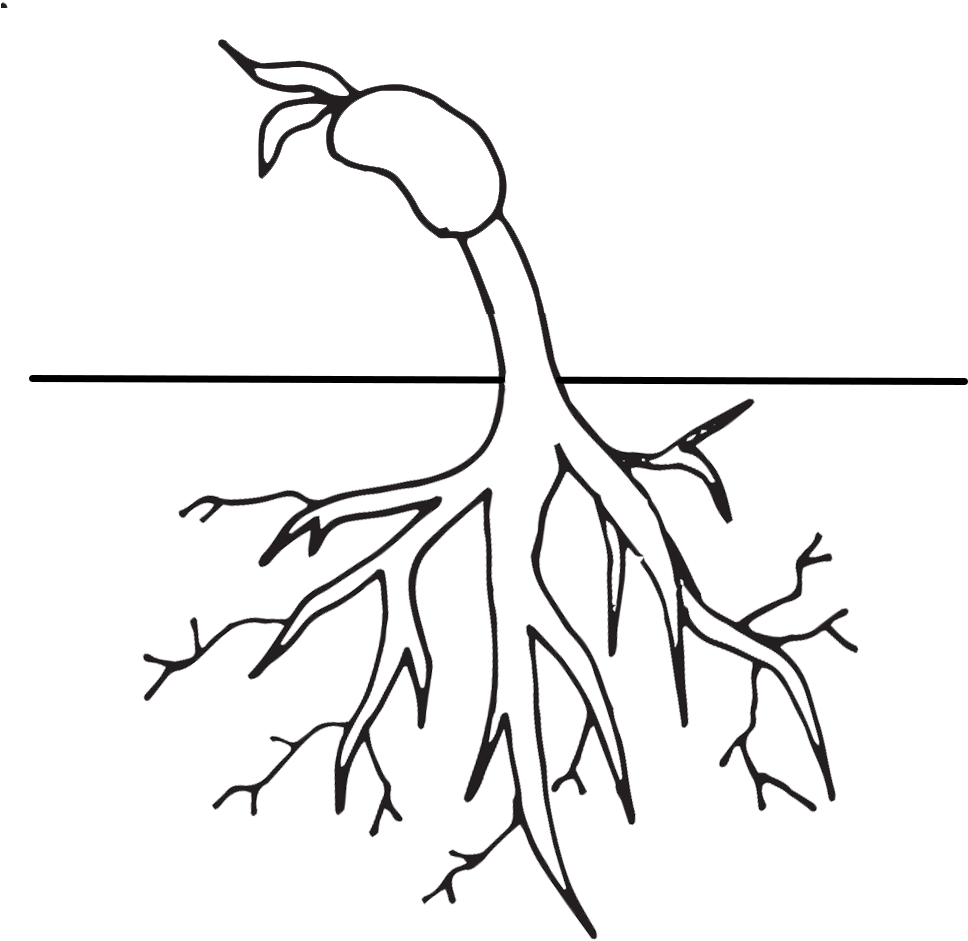Plant Life Cycle Free Clip Art (1000x1000)