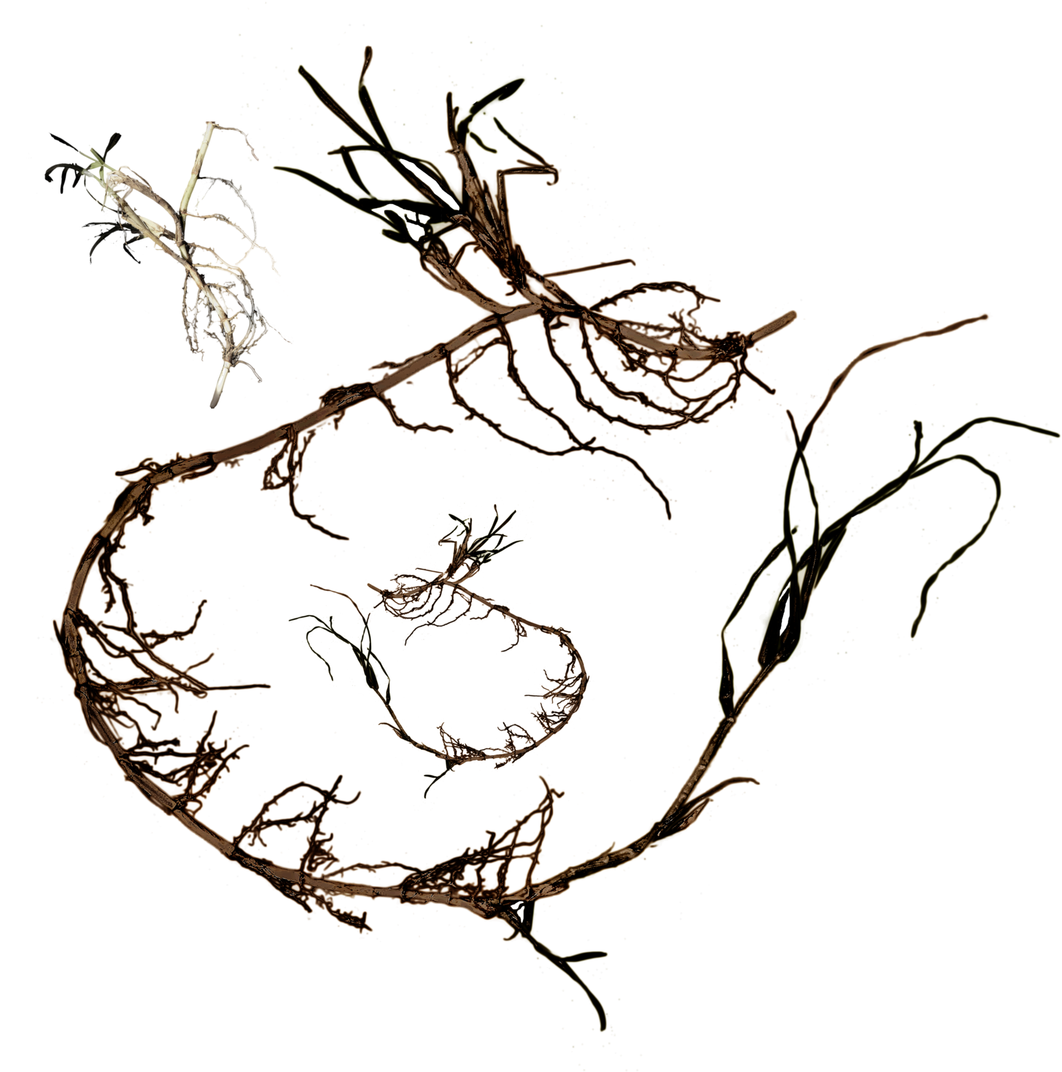 Assorted Grass Roots Stock Photo-png By Annamae22 - Plants (1600x1560)