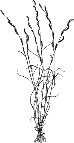 Rothrock Grama - Scientific Drawn Pennisetum Setaceum (265x500)