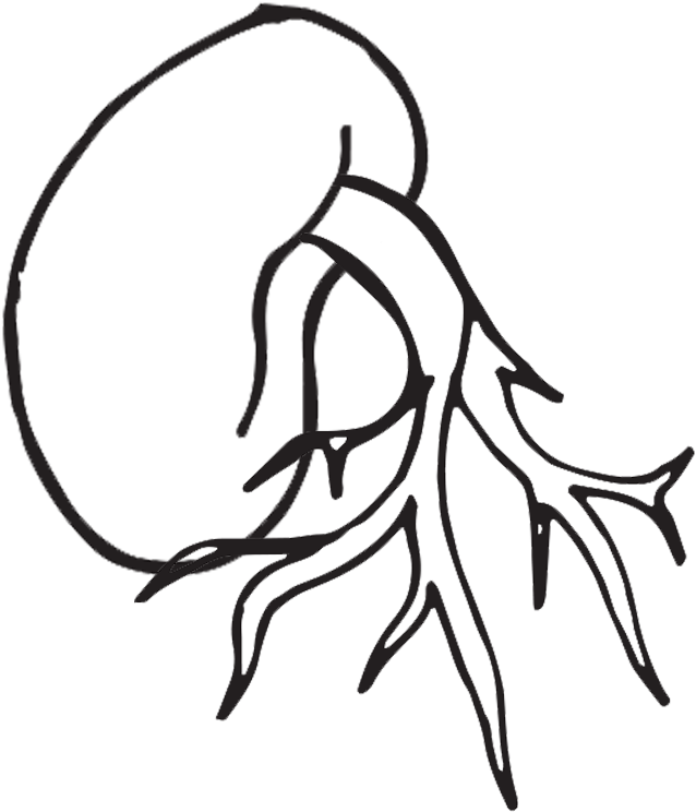 Life Cycle Of A Plant Coloring Page - Clip Art (1000x1000)