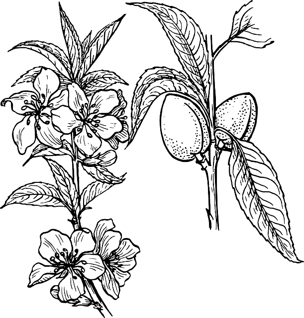 Outline Drawing Plants Tree Flower Flowers Free Public - Plant Drawing (611x640)