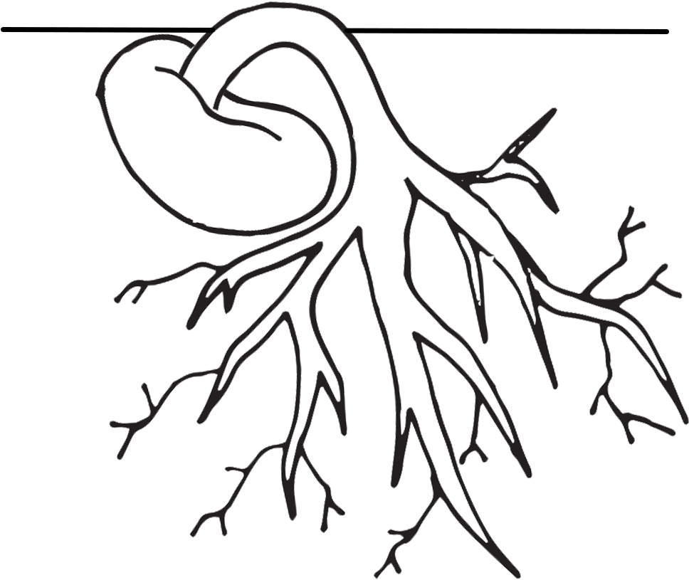 Coloring Pages Of Plant Life Cycle Many Interesting - Plant Life Cycle Clipart Black And White (1000x1000)