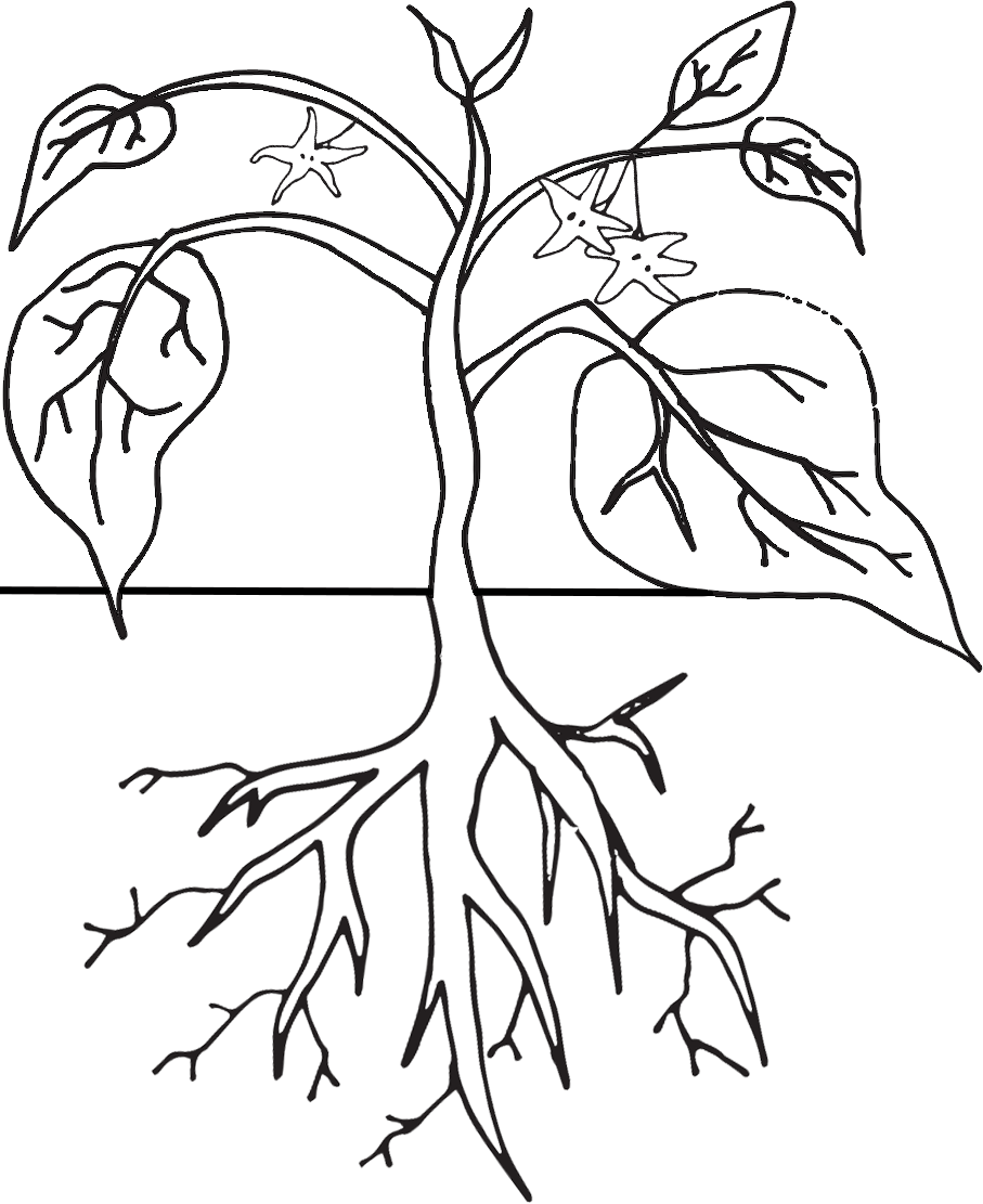 Monochrome Clipart Plant - Colouring Images Of A Plant (907x1111)