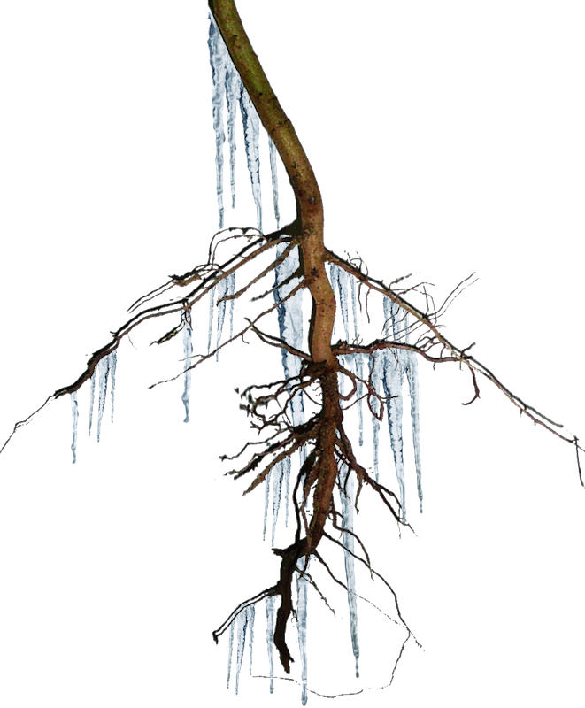 What's The Story Behind Osx/coldroot - Root (661x800)