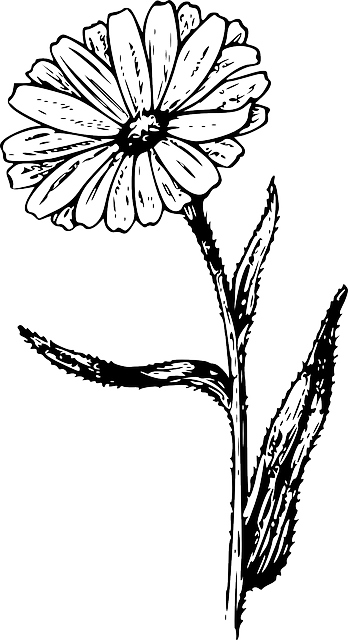 Drawing, Flower, Plant, Garden, Nature, Tattoo - Calendula Vintage Look 6 X Ceramic Tile Backsplash (348x640)