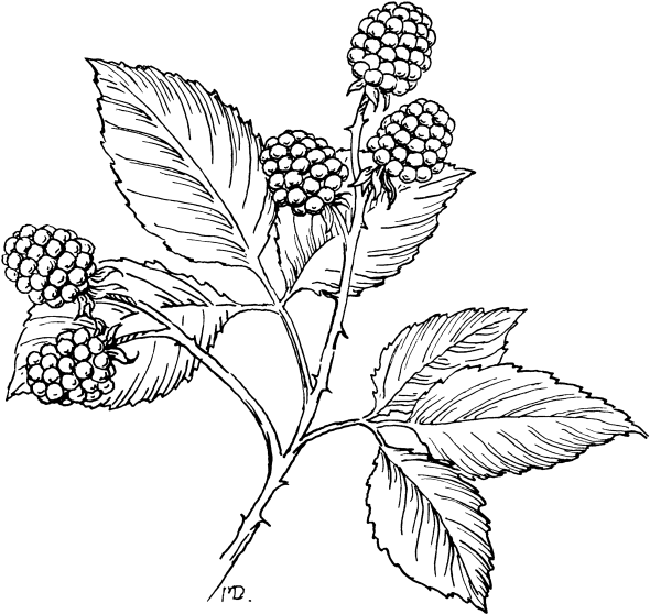 Raspberry Drawing At Getdrawings - Sketch (666x634)