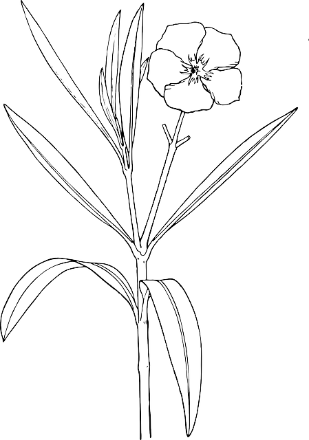 Flower, White, Plant, Bush, Oleander, Shrub - Red Oleander Flower Diagram (449x640)