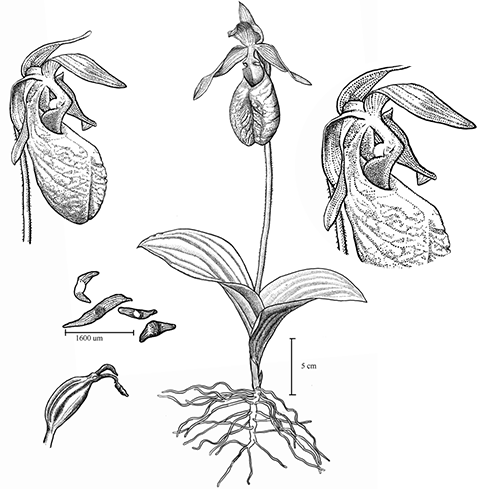 Pink Lady's Slipper - Lady Slipper Flower Drawing (500x489)