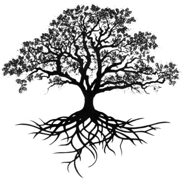 Southern Live Oak Drawing Tree Sketch - Tree Drawing With Roots (736x719)