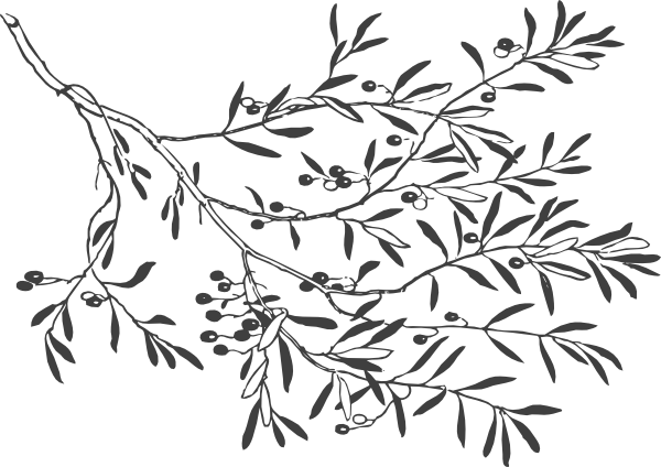 Charcoal Olive Branch Clip Art - Free Transparent Graphic Olive Tree (600x424)