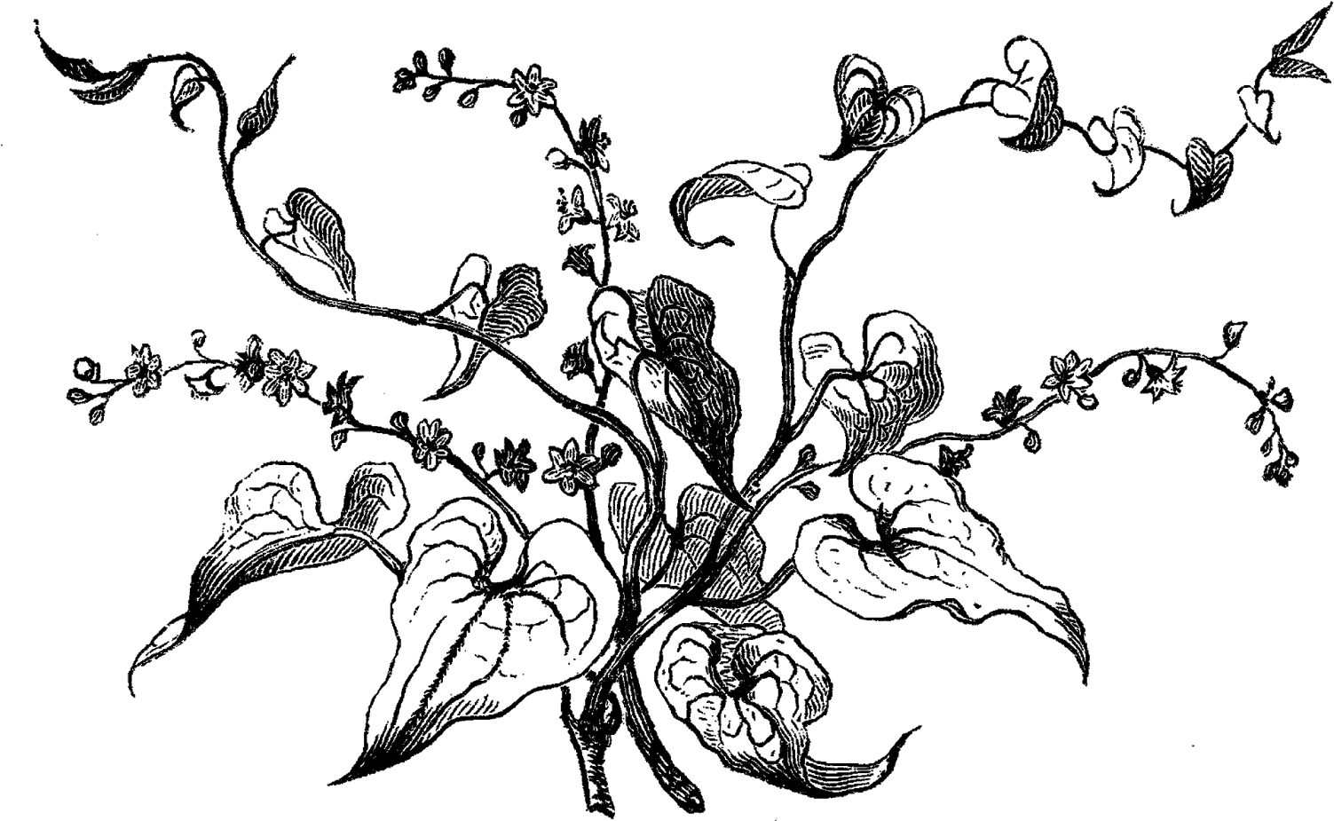 Digital Stamp Design Antique Flower Artwork Drawing - Black And White Flower Botanical Illustration (1600x1046)