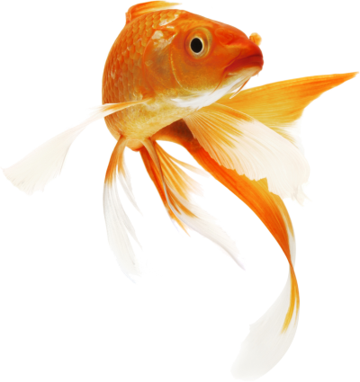 Fish Clipart Icon Png Images - Goldfish Png (1135x1208)