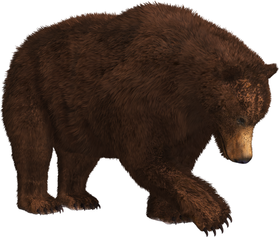 Bear Png - Brown Bear Png (1024x962)