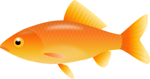 Tropical Fish Clipart Colored - Fish Clip Art Transparent Background (480x253)