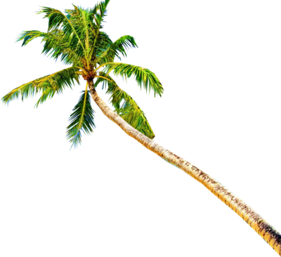 Palm Tree Beach Png Palm Tree - Palm Tree Beach Png (400x366)