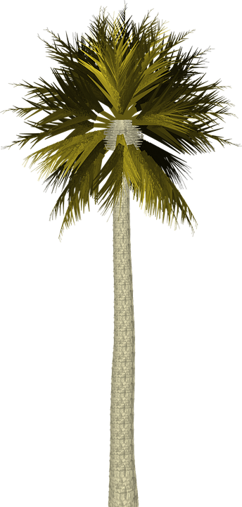 Com, The Ocean, Palm Trees, Sand, Xz-48 - Palm Tree For Photoshop (344x720)