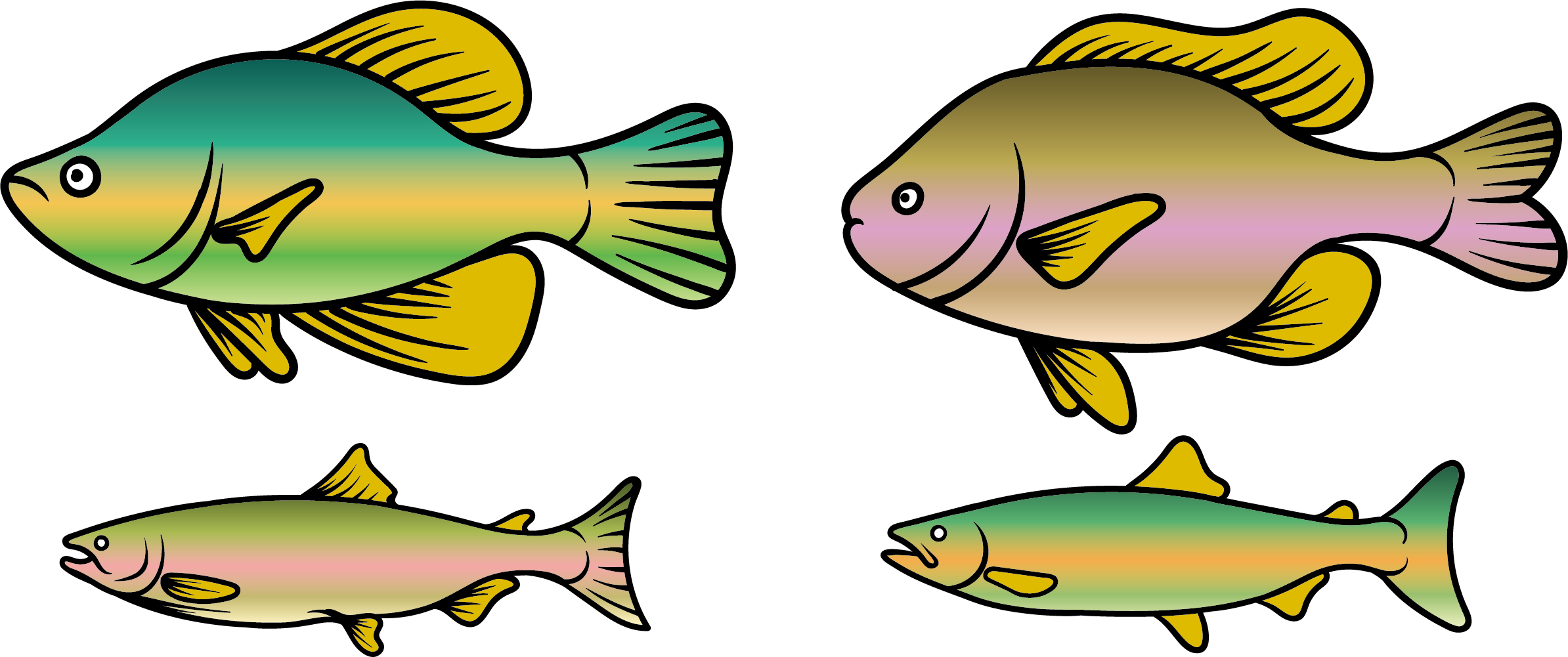 Rainbow Trout Fish Clip Art - Fish (2388x1001)